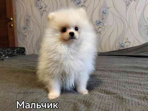 Щенки померанского шпица Донецк