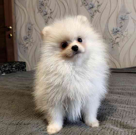 Щенки померанского шпица Донецк