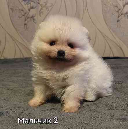 Щенки померанского шпица Донецк