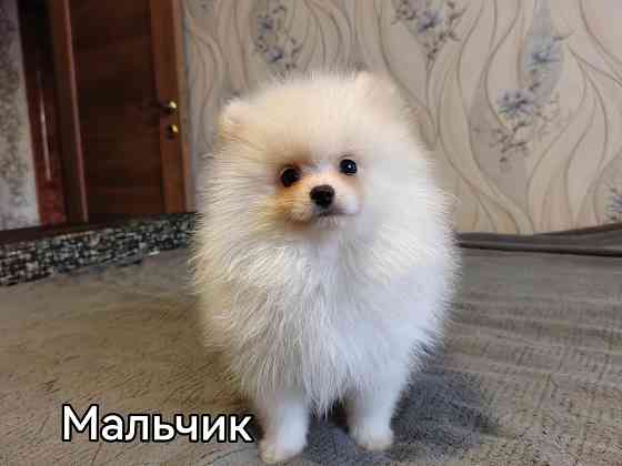 Щенки померанского шпица Донецк