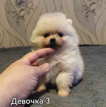 Щенки померанского шпица Донецк