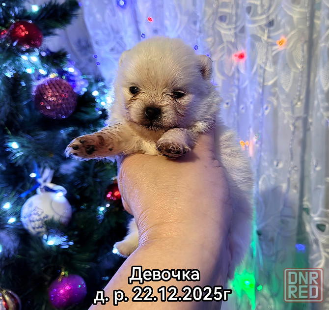 Щенки померанского шпица Донецк - изображение 3