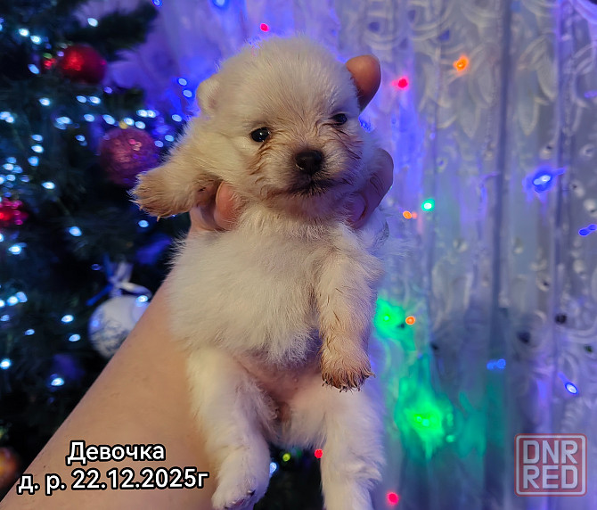 Щенки померанского шпица Донецк - изображение 2