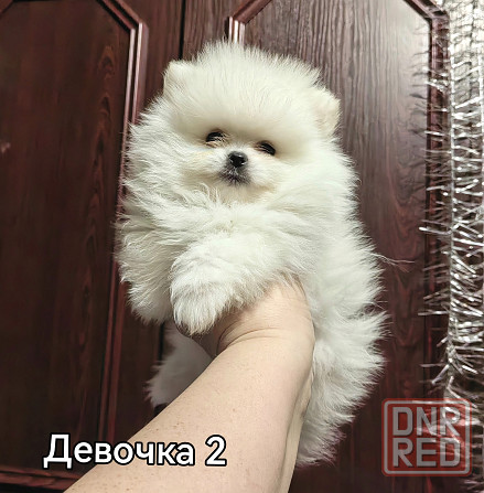 Девочки померанского шпица Донецк - изображение 7