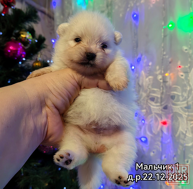 Щенки померанского шпица Донецк - изображение 8