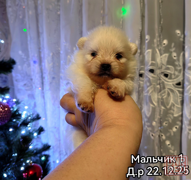Щенки померанского шпица Донецк - изображение 7