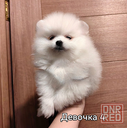 Девочки померанского шпица Донецк - изображение 8