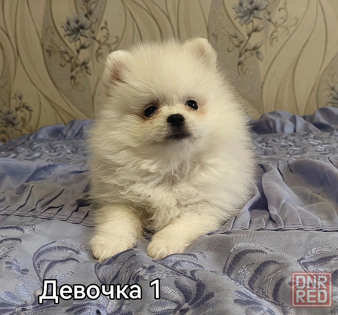 Девочки померанского шпица Донецк - изображение 2