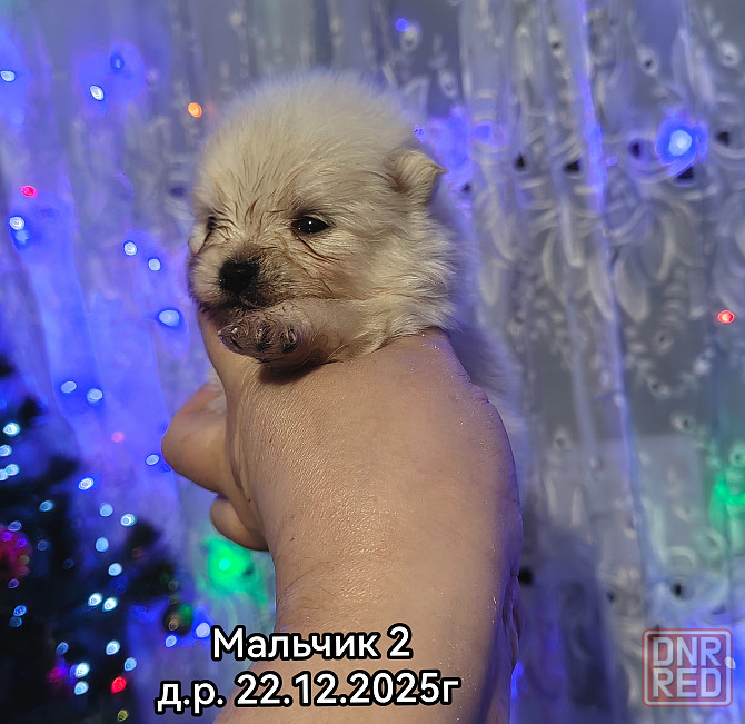 Щенки померанского шпица Донецк - изображение 5