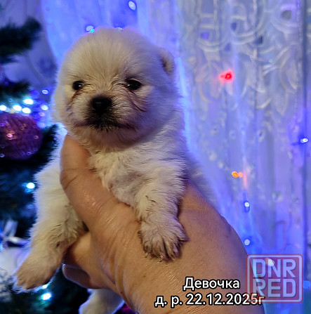 Щенки померанского шпица Донецк - изображение 1