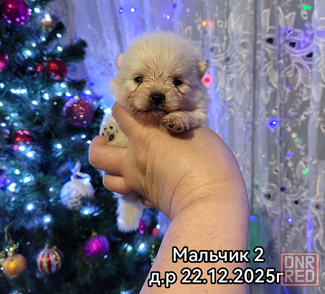 Щенки померанского шпица Донецк - изображение 4