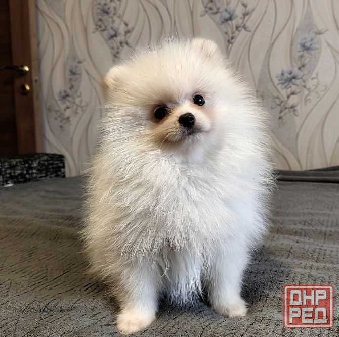 Щенки померанского шпица Донецк - изображение 1