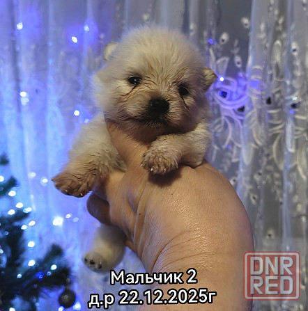 Щенки померанского шпица Донецк - изображение 6