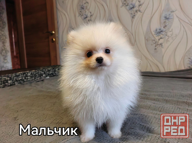 Щенки померанского шпица Донецк - изображение 3