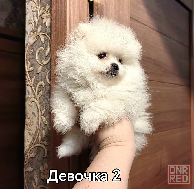 Девочки померанского шпица Донецк - изображение 6