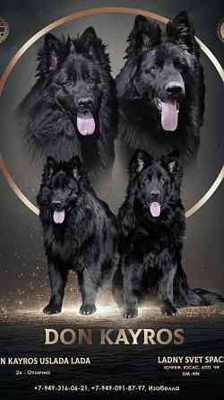 Черные длинношерстные немецкие овчарки Макеевка