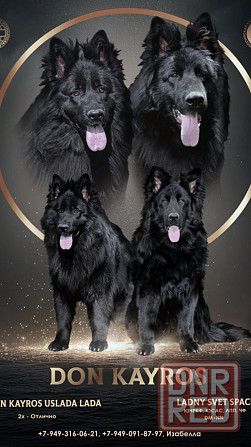 Черные длинношерстные немецкие овчарки Макеевка - изображение 1