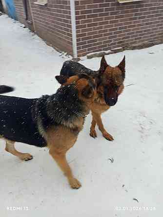 Продам щенков немецкой овчарки Макеевка