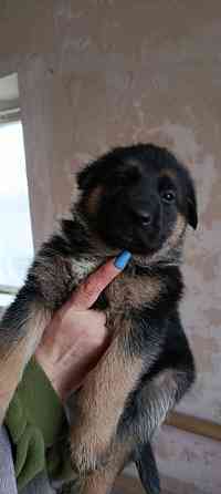 Продам щенков немецкой овчарки Макеевка