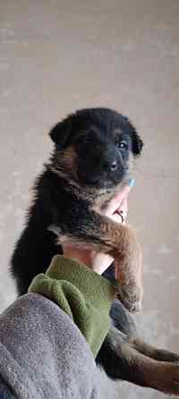 Продам щенков немецкой овчарки Макеевка