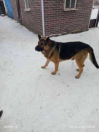 Продам щенков немецкой овчарки Макеевка