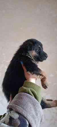 Продам щенков немецкой овчарки Макеевка