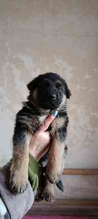 Продам щенков немецкой овчарки Макеевка