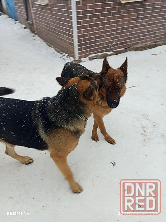 Продам щенков немецкой овчарки Макеевка - изображение 6