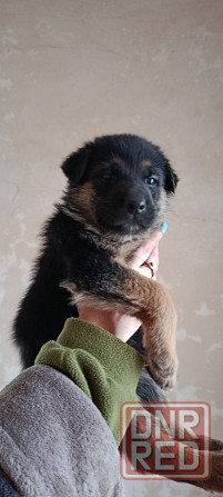 Продам щенков немецкой овчарки Макеевка - изображение 2