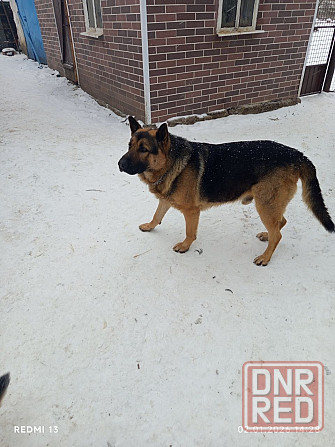 Продам щенков немецкой овчарки Макеевка - изображение 5