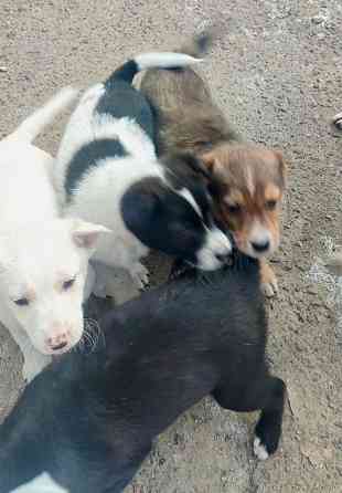 Щенки в добрые руки! Донецк