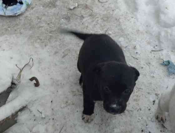 Щенки в добрые руки! Донецк