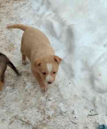 Щенки в добрые руки! Донецк