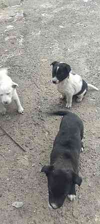 Щенки в добрые руки! Донецк