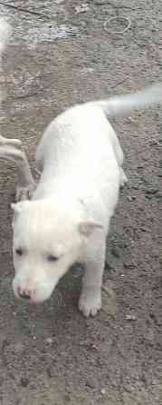 Щенки в добрые руки! Донецк