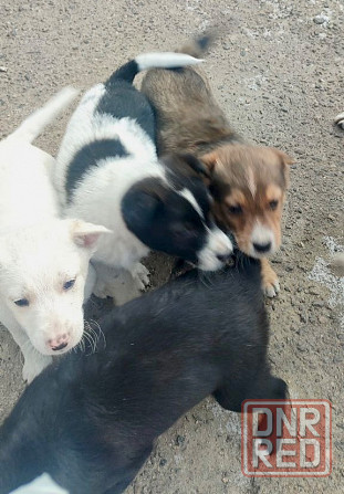 Щенки в добрые руки! Донецк - изображение 2