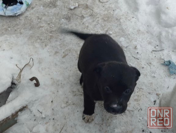 Щенки в добрые руки! Донецк - изображение 5