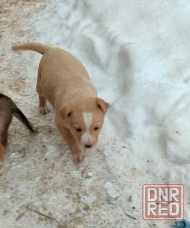 Щенки в добрые руки! Донецк - изображение 1