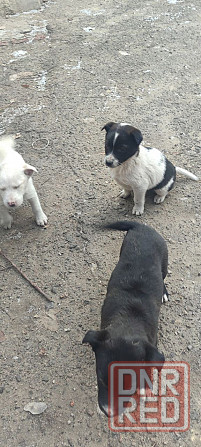 Щенки в добрые руки! Донецк - изображение 4