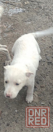 Щенки в добрые руки! Донецк - изображение 3