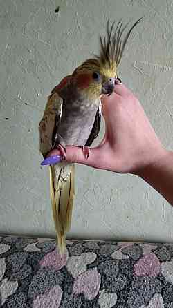 Кореллы (пара) Макеевка