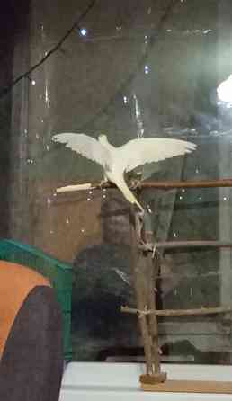 Кореллы (пара) Макеевка