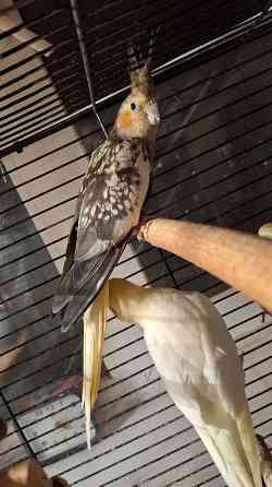 Кореллы (пара) Макеевка