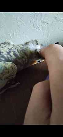 Кореллы (пара) Макеевка