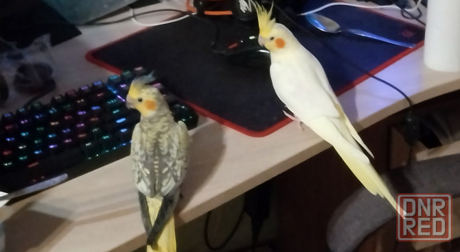 Кореллы (пара) Макеевка - изображение 8