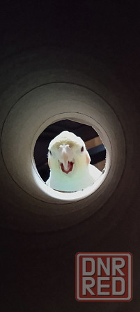 Кореллы (пара) Макеевка - изображение 9