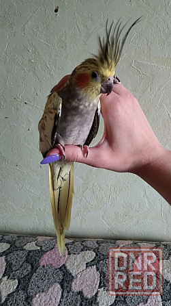 Кореллы (пара) Макеевка - изображение 5