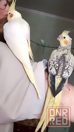 Кореллы (пара) Макеевка - изображение 7