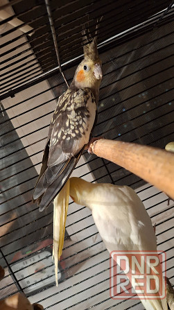 Кореллы (пара) Макеевка - изображение 6