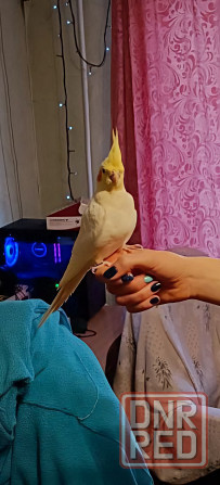 Кореллы (пара) Макеевка - изображение 3